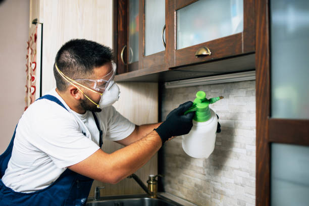 Best Wasp Removal Services  in Tolono, IL