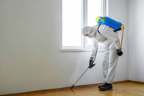Best Rat Extermination Near Me  in Tolono, IL
