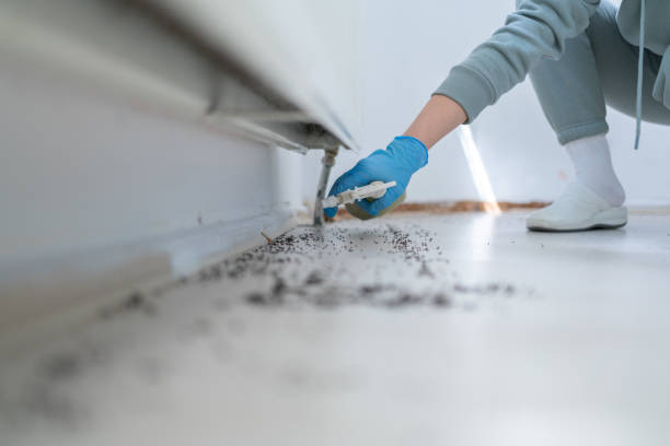 Professional Pest Control in Tolono, IL